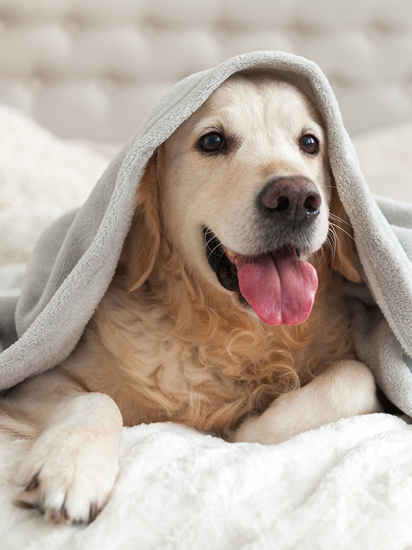 Hotel Executive Cesenatico